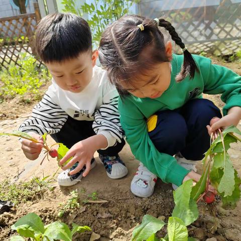 《围墙一角种植忙》——徐州市第二实验幼儿园 中班组 种植活动