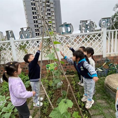 丝瓜成长记 ——小二班种植活动