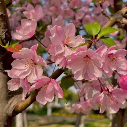 富顺县安和幼稚园中四班三月主题活动《嗨！花朵》