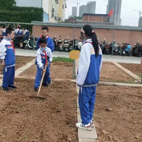 晋师附小劳动周活动