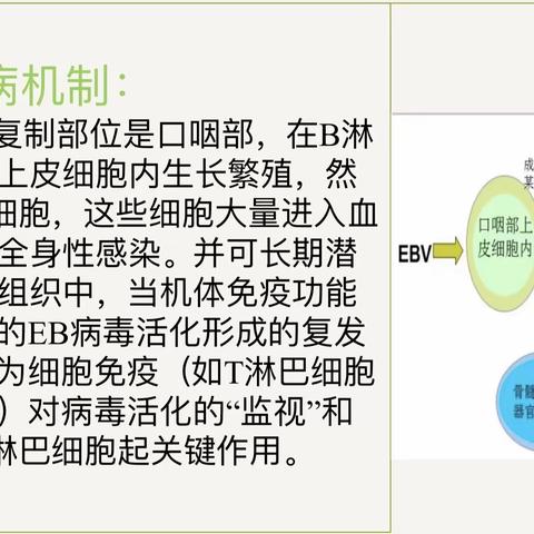 检验科项目介绍——EB病毒的临床应用、结果解读以及实验室检测