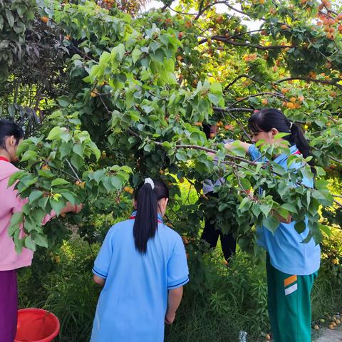 感受劳动之美 ，共享丰收喜悦 ———船郭庄小学采摘活动纪实