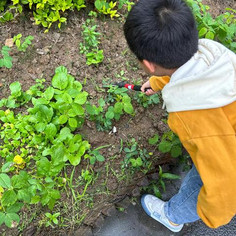 大二班主题课程《春天里》——芜师附幼新乐府幼儿园