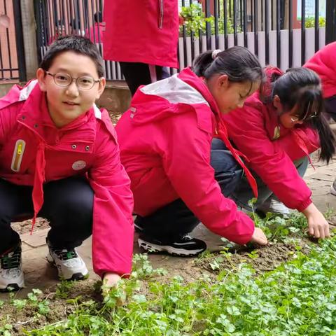 【未央教育·大明宫教育集团·百花小学】六年级学生的“田园牧歌”——走进劳动生长园