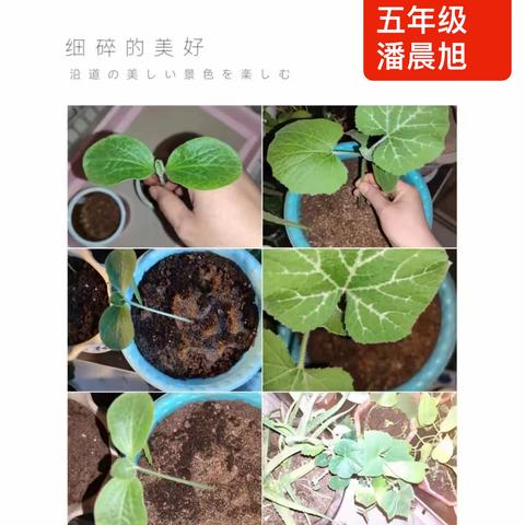缤纷暑假 劳动同行——经开区潘庄小学开展劳动实践展示之种植篇