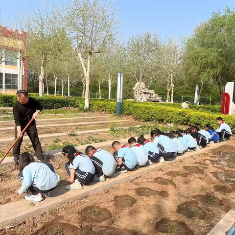 劳动教育正当时 蔬菜种植伴成长——广饶街道颜徐学校开展劳动实践活动