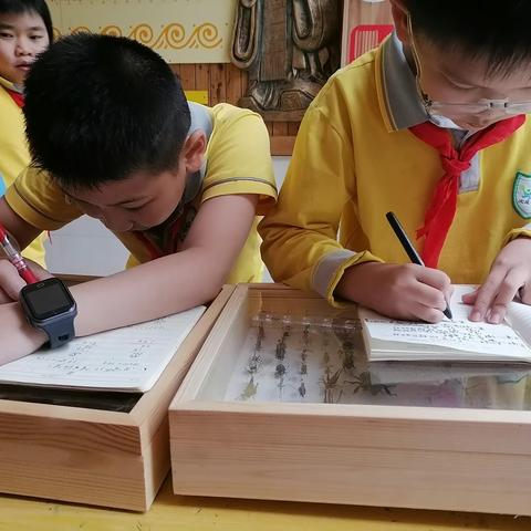 “翱翔之翼”大学生科技志愿服务项目丨“读懂雨林，讲好雨林故事”海口市琼山文庄第一小学科普