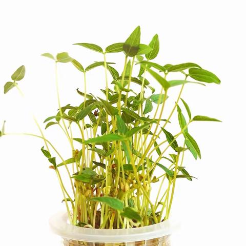 “携手种植，自然之旅”——花亭中心幼儿园中二班探秘豆芽成长之旅田园课程