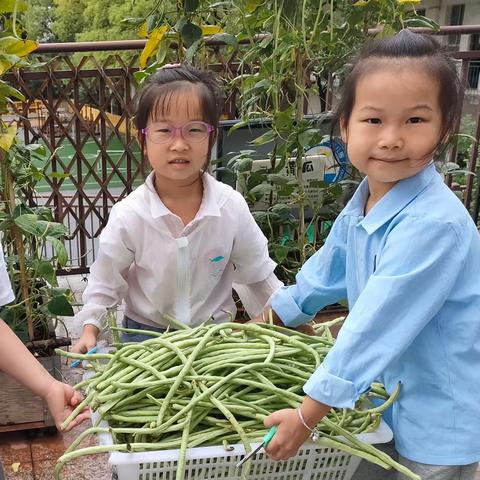 中华小当家---石峰一幼大四班食育课记实