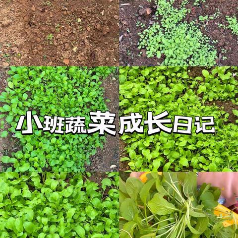 小班十二月月主题活动《呀！蔬菜》🥬🥦🌽🫛🫑🥒🍆🍅🌶️