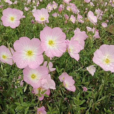 香草田园少年成长夏令营（2日营）