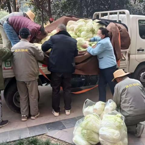 冬日送温暖——为小区住户免费发放爱心白菜