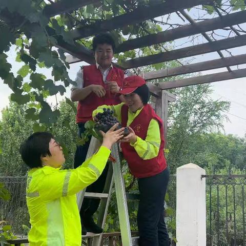 双鹤湖收费站里的甜蜜传递：自种葡萄赠司乘