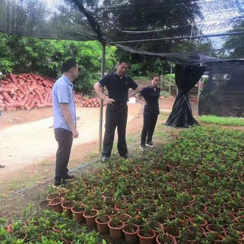 【琼海玉禾田】加强常态化作业管理，持续推进巩固做好国家卫生城市检查工作（6月15日）