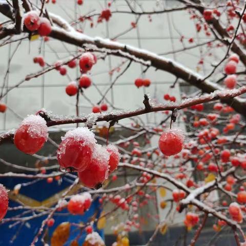 北郭而村 扫雪除冰志愿服务活动