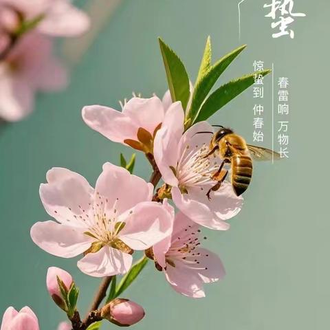 惊蛰：唤醒春天的自然与农耕交响