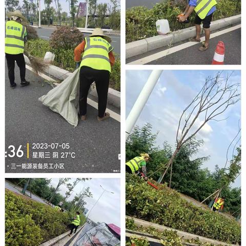 齐心协力做好绿化养护-------山河建设绿化养护公司7月第一周工作动态