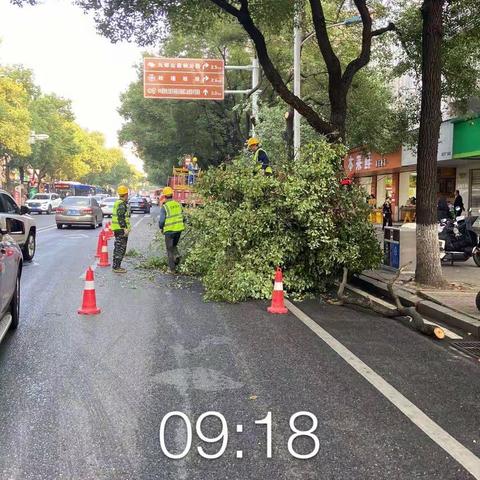 修剪遮挡标志牌的树枝，让旅游指示牌“亮”起来