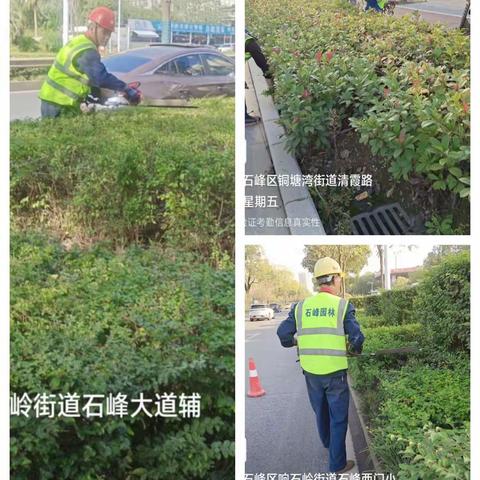 扎实有序推进绿化养护，提升城市绿化环境-----山河建设绿化养护公司11月份工作动态