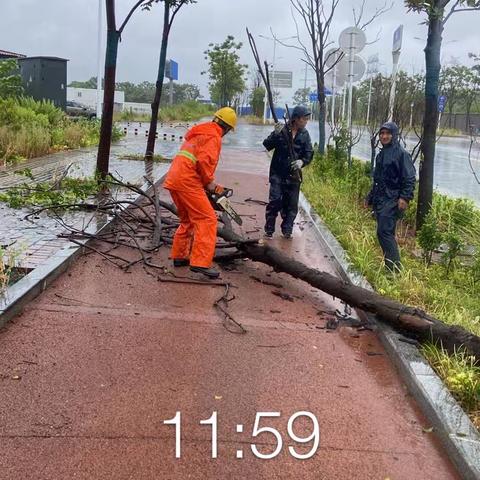 “疾风骤雨显担当”—石峰园林全力做好绿化排险工作