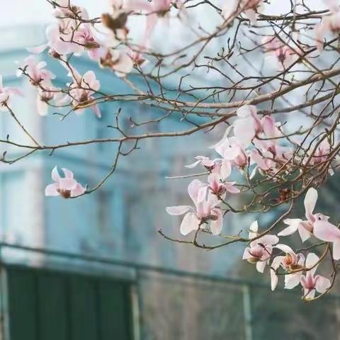 春暖花又开，为梦济沧海——檀营小学《我是最美朗读者》（第九季）第三期