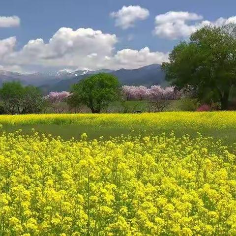 春游踏青研学去，莫负春日好时光——曹河乡王楼小学五年级研学活动