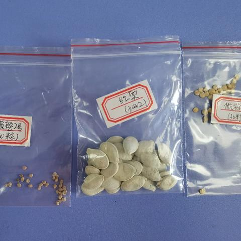 播撒星辰梦想 探索生命奇迹 ——福堂中心小学“太空种子”种植实践活动