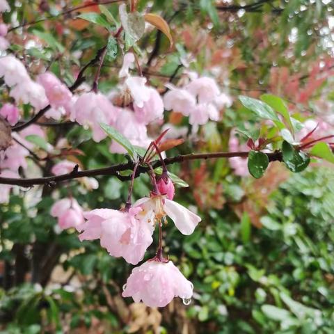 春意萌动，与“雨”同行——实幼万科中五班班本故事