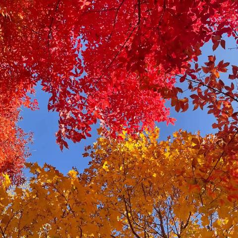 十月，不负韶华，不负金秋🍂