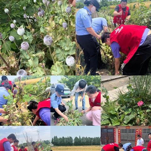 罂粟踏查无死角—禁毒工作不松懈