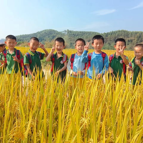 与秋相遇，不负“食”光 金叶幼儿园世界粮食日活动