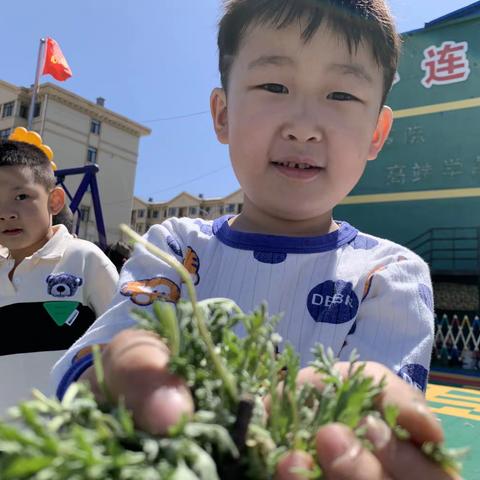 回归大自然，我们一起来种菜——心连芯幼儿园启智一班种菜记