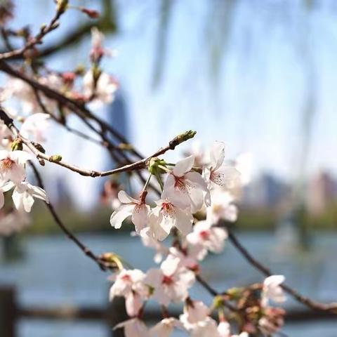 龙行龘龘，履践致远；前程朤朤，奋楫扬帆      ——高二年级第一学期期末表彰暨学风推进大会