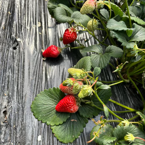 【长师附幼·幼儿活动】走进自然，遇见“莓”好——小、中班研学活动