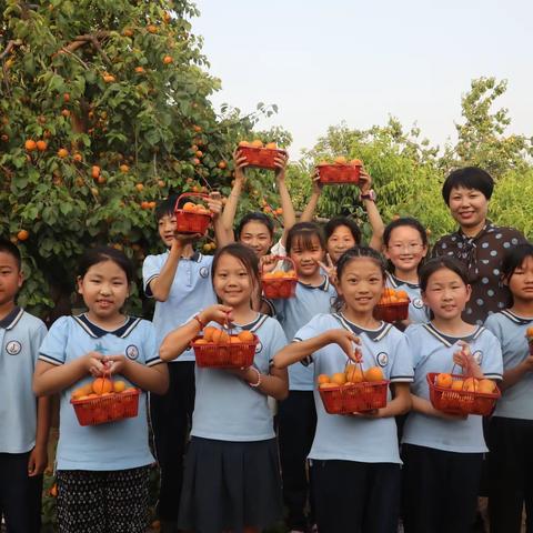 杏子飘香 快乐采摘—郑州经开区外国语小学教育集团锦龙校区劳动实践活动