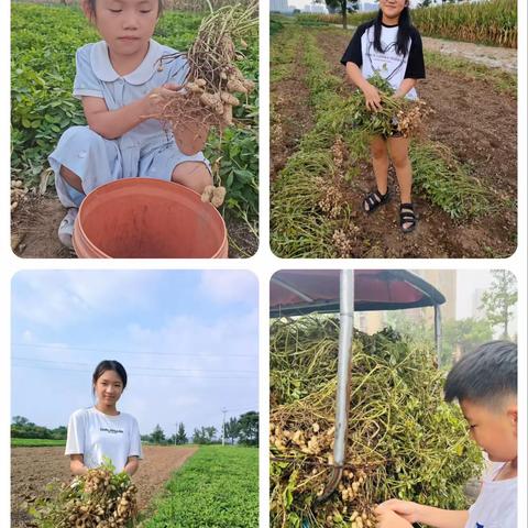 粒粒花生情 浓浓花生乐—郑州经开区外国语小学教育集团锦龙校区采摘花生活动