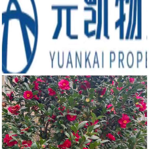 重庆市南川区元凯物业管理有限责任公司泽恺德馨2026年2月份月报