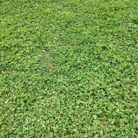 清早，去踏春！