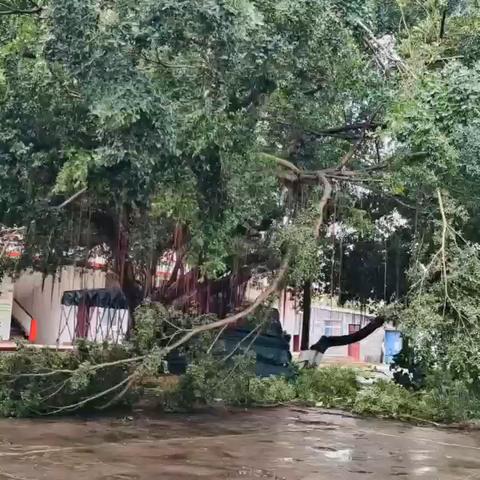 风雨过后，即是晴天：附小人全力恢复校园正常秩序