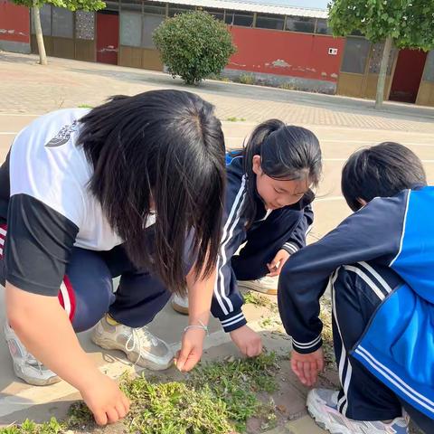 【关爱学生幸福成长】拔草护绿净校园 ，劳动实践促成长