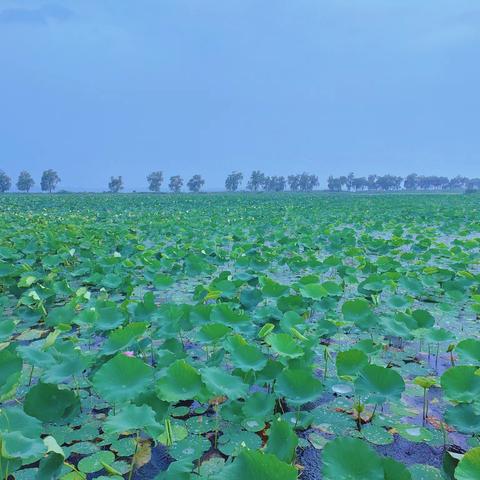 【水乡白云】宜风宜月还宜雨，白云湖畔“夏雨荷”