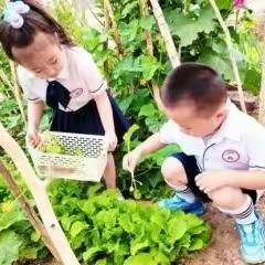 蓝天蓓蕾幼儿园课程故事——《🌱种子成长变身记》