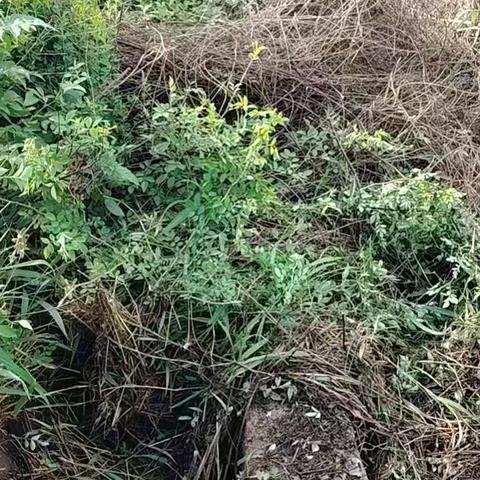 清沟疏渠润良田，长富村清渠保灌助春耕