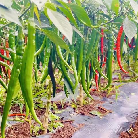 《种植前线》——贵州兴仁小辣椒 国投罗钾助力振兴大产业