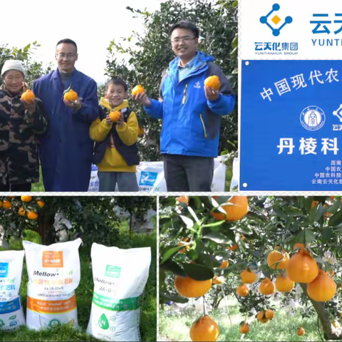 《种植前线》丹棱“不知火”长势不佳，云天化科技小院助力种植户喜获丰收！