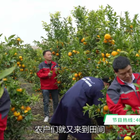 《种植前线》国投罗钾助力沃柑种植，为大理再添一抹亮色