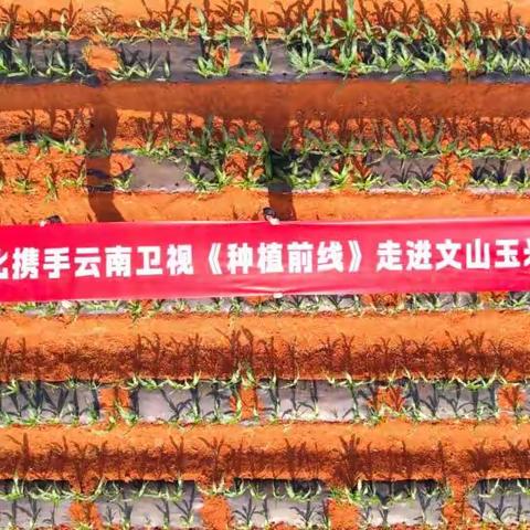 《种植前线》科技赋能“芯”力量，良策护粮稳根基，云南解化书写云岭丰收新答卷