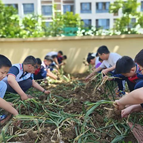 【文博小学百日提升行动】大蒜丰收季，蒜童最忙时——圣城街道文博小学劳动实践活动