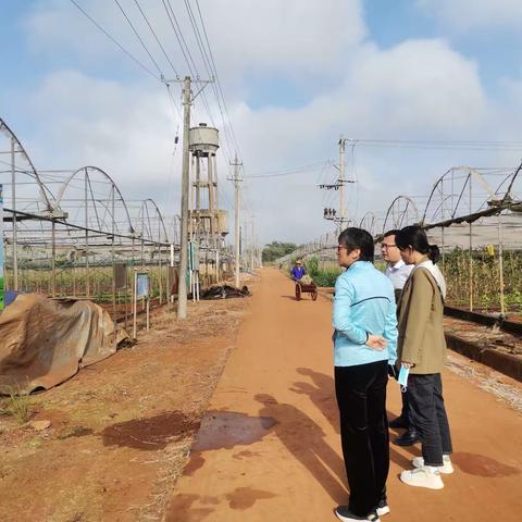 海口市农民技术学校徐月奇副校长带队赴东山镇统历岭常年蔬菜生产基地、马坡洋、新坡镇新坡洋和龙泉镇五一洋调研