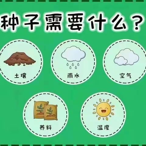 一隅小角—兴庆区第十幼儿园大一班植物角活动纪实